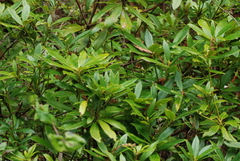 Rhododendron macrophyllum