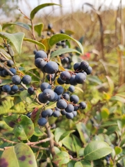 Vaccinium bracteatum