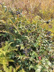 Vaccinium bracteatum