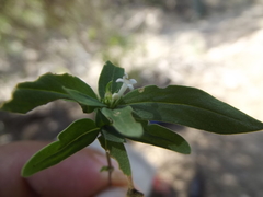 Mitracarpus floribundus