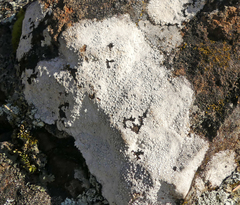 Varicellaria lactea