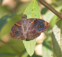 Chiomara mithrax