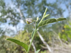 Polygala magdalenae