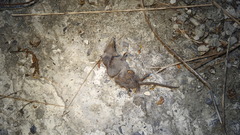 Crocidura tanakae