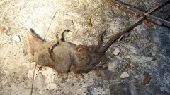 Crocidura tanakae
