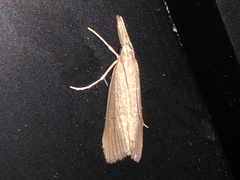 Donacaula maximellus
