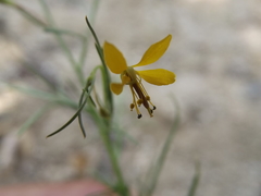 Cleome guianensis