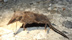 Crocidura tanakae