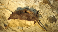 Crocidura tanakae