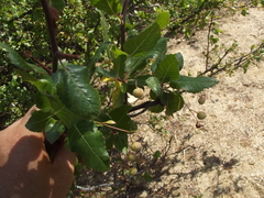 Bursera epinnata