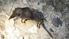 Crocidura tanakae