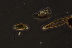 Encyonema leibleinii