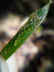 Siphonolejeunea nudipes