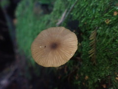 Entoloma readiae