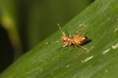 Myrmarachne helensmithae