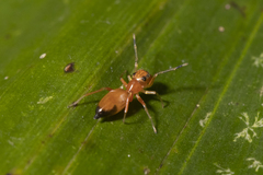 Myrmarachne helensmithae