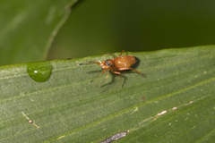 Myrmarachne helensmithae