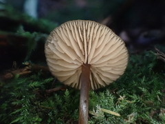 Entoloma readiae