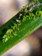 Siphonolejeunea nudipes