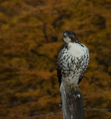 Buteo ventralis