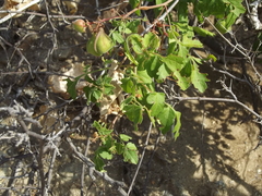 Serjania spinosa