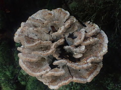 Postia punctata