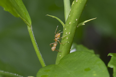 Myrmarachne smaragdina