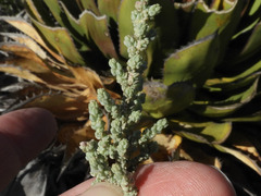 Atriplex julacea
