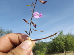 Tephrosia vicioides