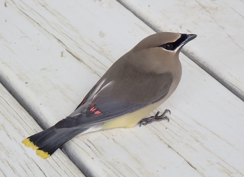 Cedar Waxwing photographed in Mississippi