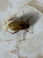 Phyllophaga plaei