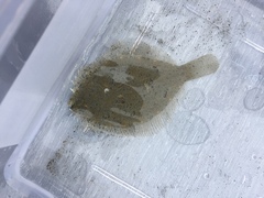 Rhombosolea retiaria