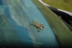 Rhammatocerus pictus