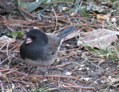 Junco hyemalis cismontanus