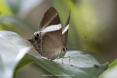 Abisara neophron