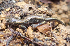Plethodon vehiculum