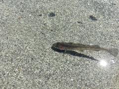 Pacific Tomcod photo 2