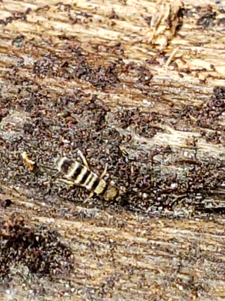 Orchesella hexfasciata