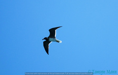 Ichthyaetus leucophthalmus