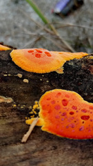 Erastia salmonicolor