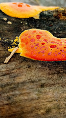 Erastia salmonicolor