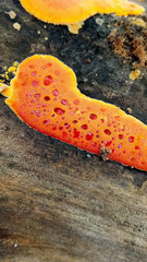 Erastia salmonicolor