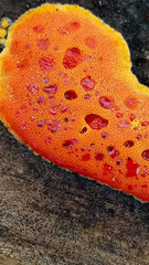 Erastia salmonicolor