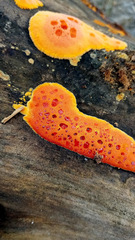 Erastia salmonicolor