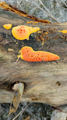 Erastia salmonicolor