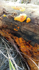 Erastia salmonicolor