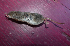 Sorex vagrans