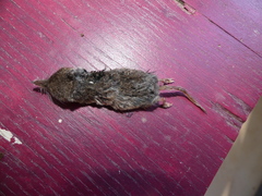 Sorex vagrans