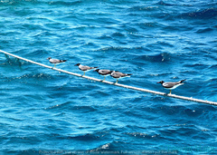 Ichthyaetus leucophthalmus