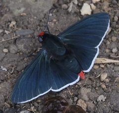 Pyrrhopyge infantilis